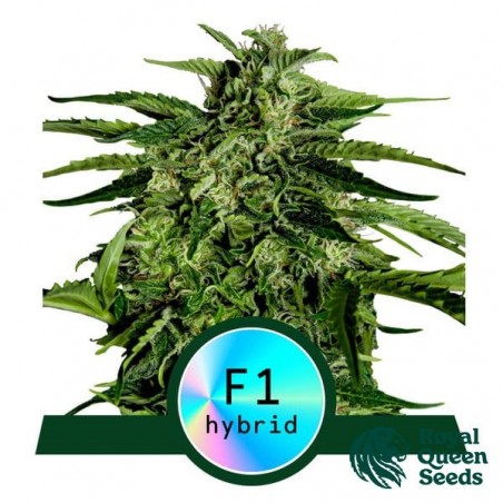 Apollo F1 Auto di Royal Queen Seeds - GB The Green Brand