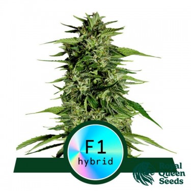 Visualizzazione Hyperion F1 Auto di Royal Queen Seeds - GB The Green Brand