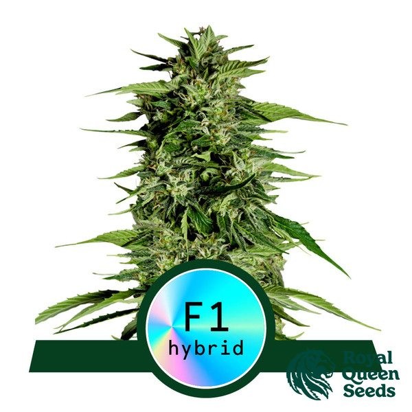 Visualizzazione Hyperion F1 Auto di Royal Queen Seeds - GB The Green Brand