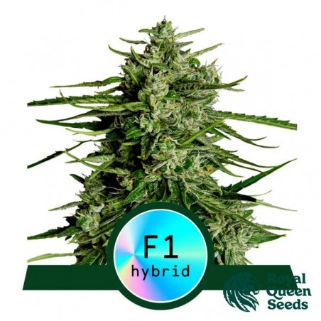 Titan F1 Auto- Royal Queen Seeds - GB The Green Brand