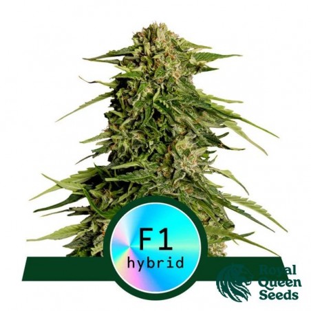 Epsilon F1 Auto di Royal Queen Seeds - GB The Green Brand