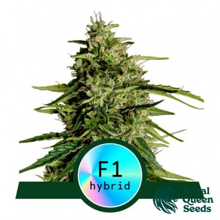 Milky Way F1 Auto di Royal Queen Seeds - GB The Green Brand