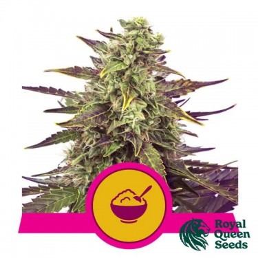 Cereal Milk Royal Queen Seeds