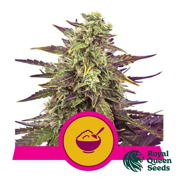 Visualizzazione Cereal Milk Royal Queen Seeds - GB The Green Brand