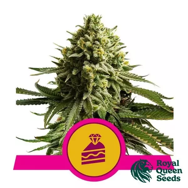 Wedding Cake Royal Queen Seeds- GB The Green Brand