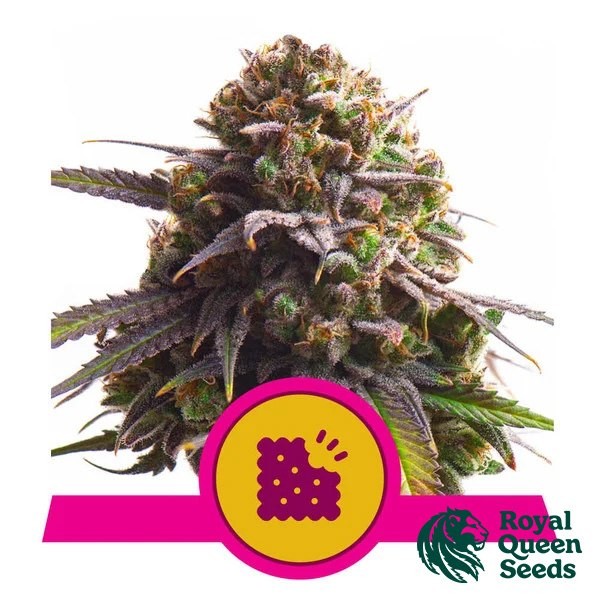 Visualizzazione Biscotti Royal Queen Seeds- GB The Green Brand