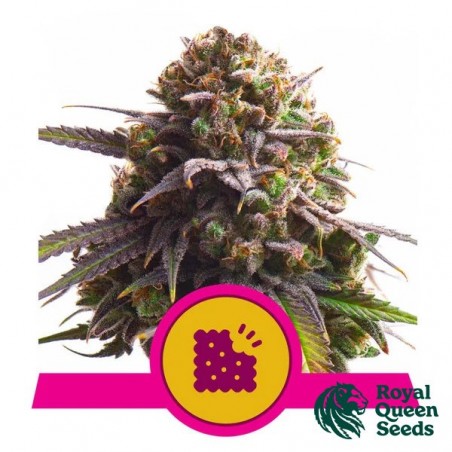 Biscotti Royal Queen Seeds- GB The Green Brand