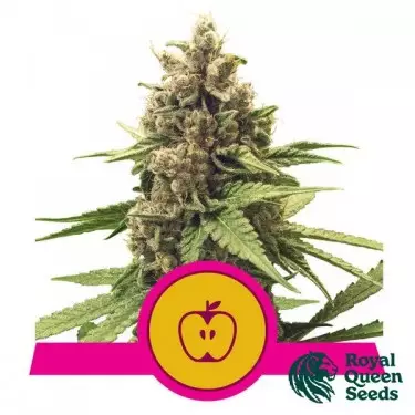 Apple Fritter Royal Queen Seeds- GB The Green Brand