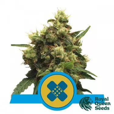 Painkiller XL CBD di Royal Queen Seeds - GB The Green Brand