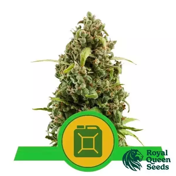 Visualizzazione Diesel Automatic di Royal Queen Seeds - GB The Green Brand