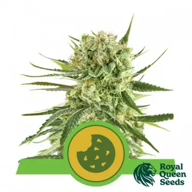 Semi Royal Cookies Automatic - GB The Green Brand