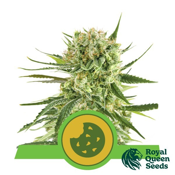 Semi Royal Cookies Automatic - GB The Green Brand