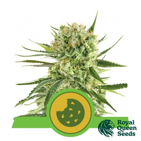 Semi Royal Cookies Automatic - GB The Green Brand