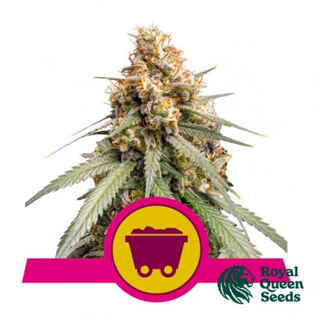 Shining Silver Haze