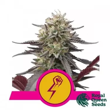 Green Crack Punch Royal Queen Seeds - GB The Green Brand