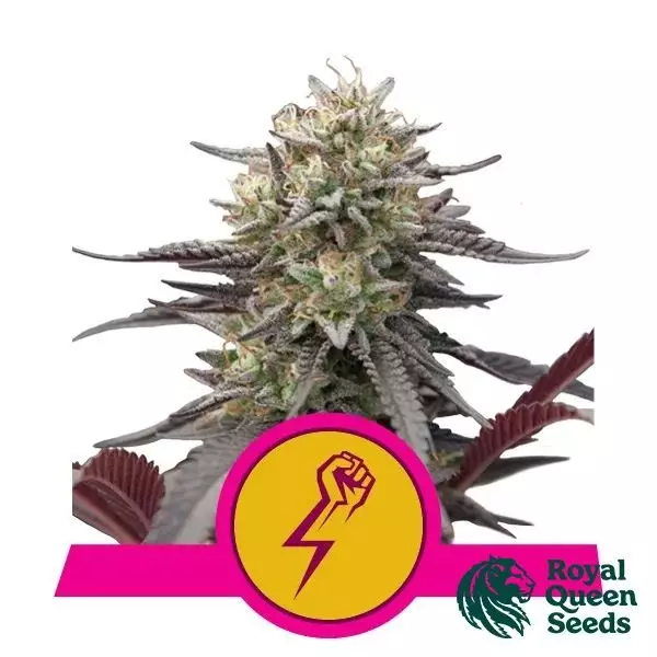 Visualizzazione Green Crack Punch Royal Queen Seeds - GB The Green Brand