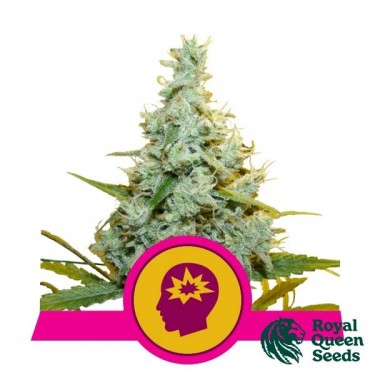 AMG - Amnesia Mac Ganja
