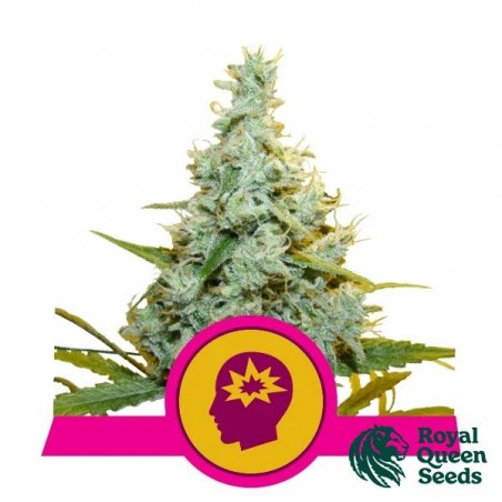 AMG - Amnesia Mac Ganja