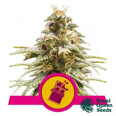 Chocolate Haze