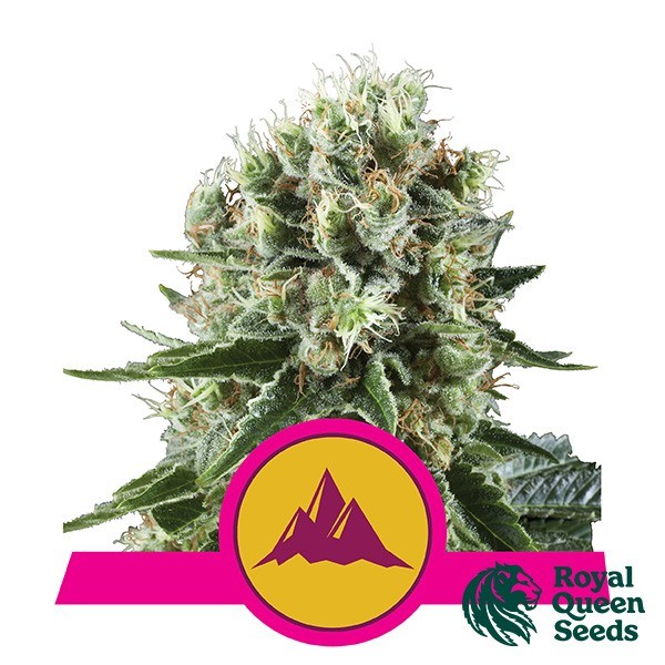 Visualizzazione Critical Kush Royal Queen Seeds