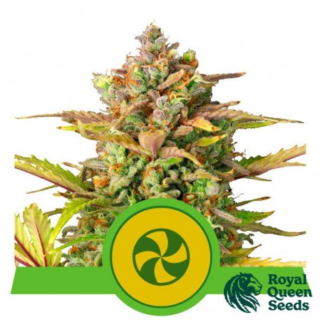 Sweet ZZ Automatic varietà di Royal Queen Seeds - GB The Green Brand