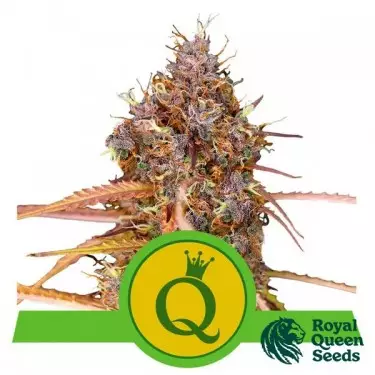 Purple Queen Automatic di Royal Queen Seeds - GB The Green Brand