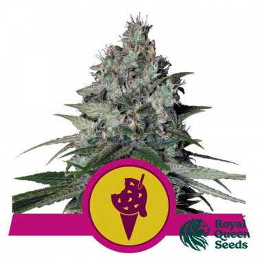 Cookies Gelato