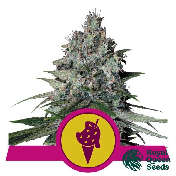 Visualizzazione Cookies Gelato varietà femminizzata Royal Queen Seeds - GB