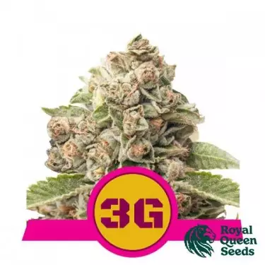Triple G della banca Royal Queen Seeds - GB The Green Brand
