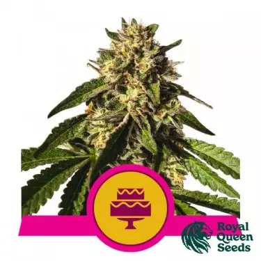 Wedding Gelato di Royal Queen Seeds - GB The Green Brand