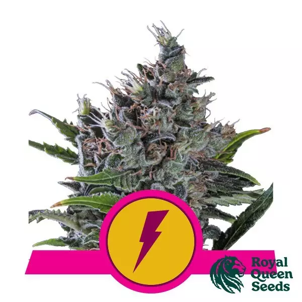 Visualizzazione North Thunderfuck femminizzata Royal Queen Seeds - GB The Green Brand