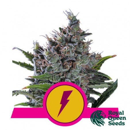 North Thunderfuck femminizzata Royal Queen Seeds - GB The Green Brand
