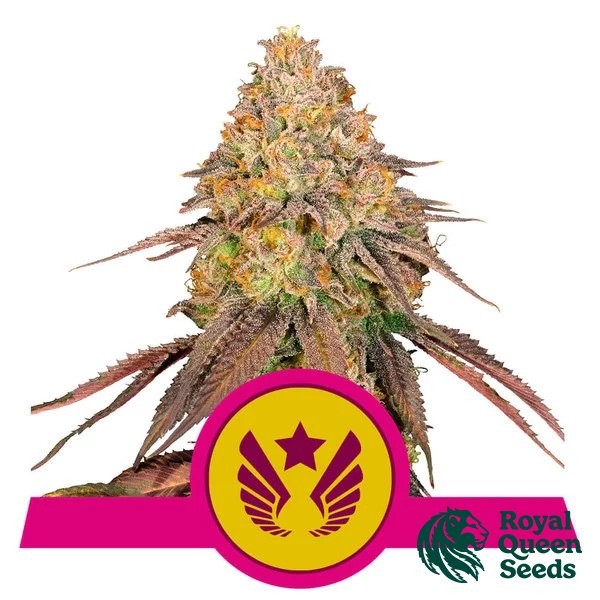 Visualizzazione Legendary OG Punch di Royal Queen Seeds - GB The Green Brand