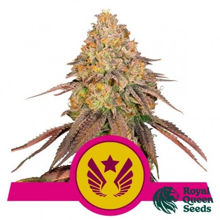 Legendary OG Punch di Royal Queen Seeds - GB The Green Brand