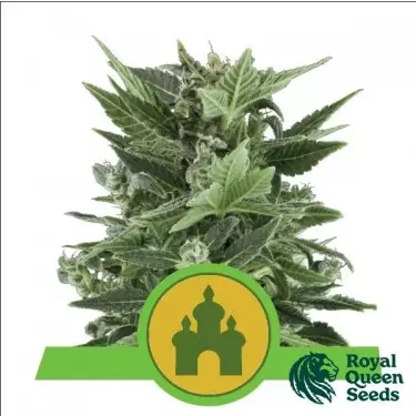 Acquista Royal Kush Automatic Royal Queen Seeds - IT
