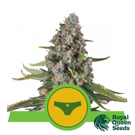 Sherbet Queen Auto