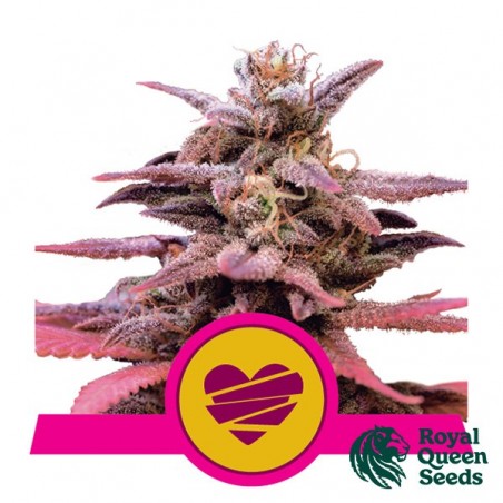 Wedding Crasher Royal Queen Seeds