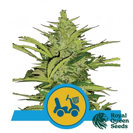 Fast Eddy Automatic CBD