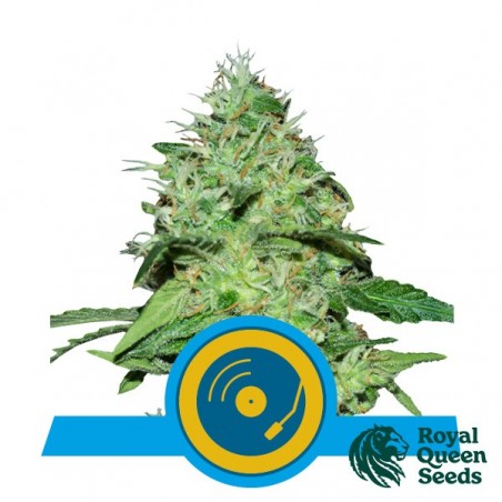 Joanne's CBD