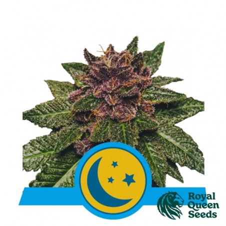 Purplematic CBD