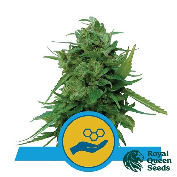 Visualizzazione Comprare Solomatic CBD di Royal Queen Seeds- GB