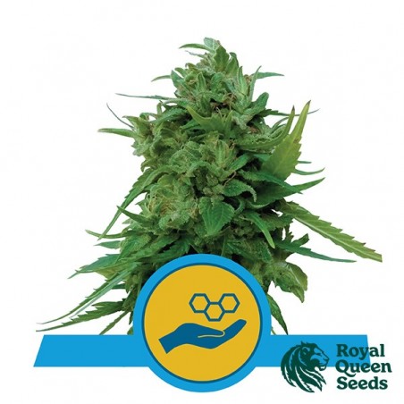 Comprare Solomatic CBD di Royal Queen Seeds- GB