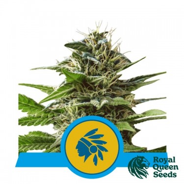 Tatanka Pure CBD