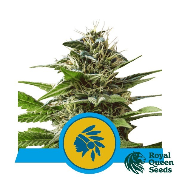 Visualizzazione Tatanka Pure CBD de Royal Queen Seeds - GB