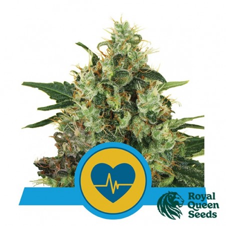 Medical Mass femminizzata Royal Queen Seeds