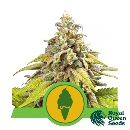 Green Gelato Automatic di Royal Queen Seeds