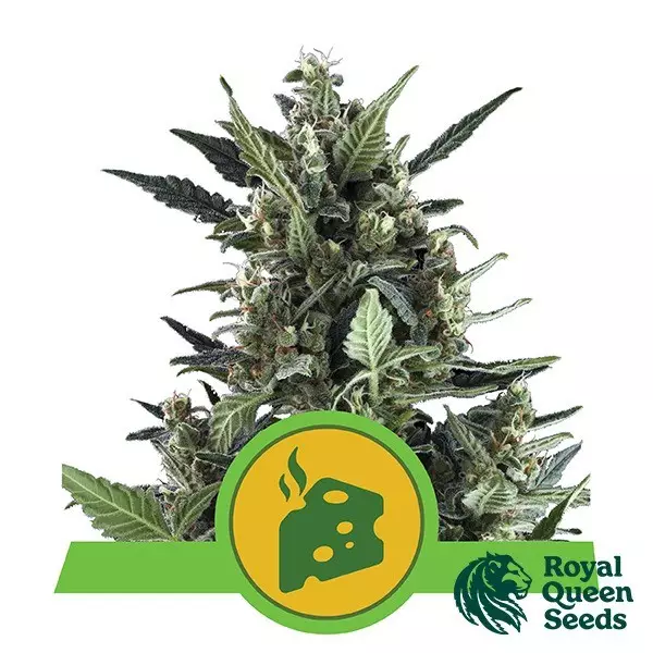 Visualizzazione Blue Cheese Automatic di Royal Queen Seeds
