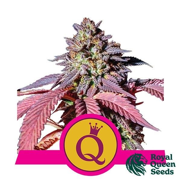 Visualizzazione Purple Queen del banco Royal Queen Seeds.
