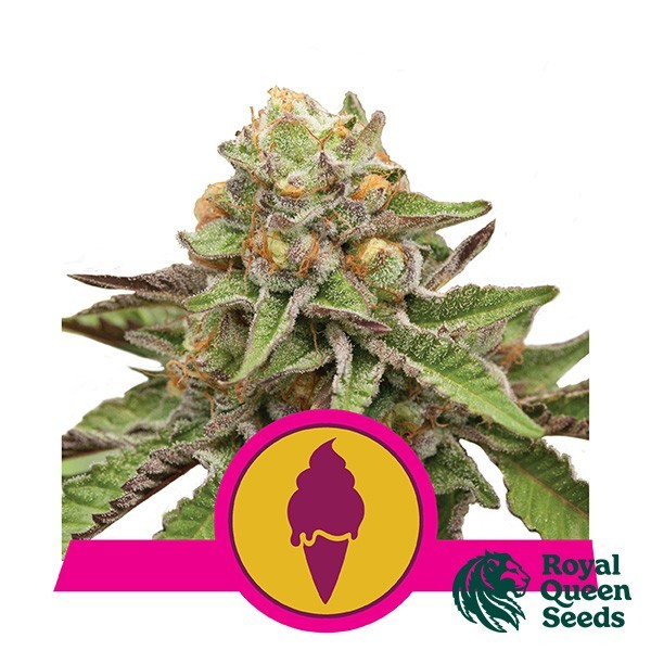 Visualizzazione Green Gelato del banco Royal Queen Seeds.