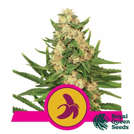 Fat Banana Royal Queen Seeds femminilizzata.